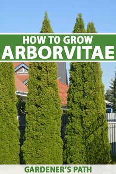 a row of trees with the words how to grow arbor vitae in front of them