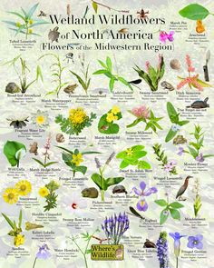 an image of wildflowers and other flowers in the field with their names on them