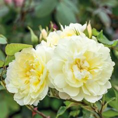 two white flowers with green leaves in the background