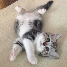 a kitten is laying on its back on the floor looking at the camera with one paw in the air