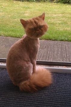 a cat sitting on top of a window sill in front of a grass covered yard