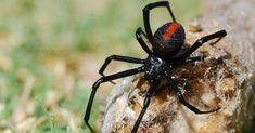 a black and red spider sitting on top of a rock