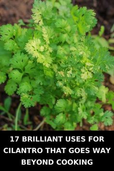 some green plants with the words 17 brilliant uses for cilantro that goes way beyond cooking