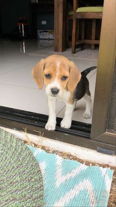 a small beagle puppy standing on top of a window sill looking at the camera