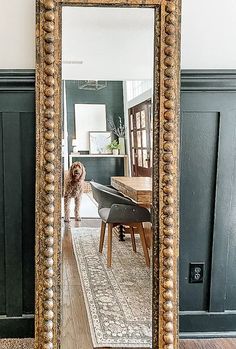 a dog is standing in front of a large mirror