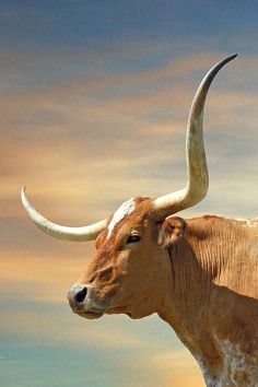 a cow with large horns standing in the grass under a cloudy blue and yellow sky