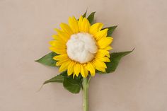 a single sunflower with green leaves on a beige background