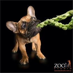 a small dog is holding on to a green plant with it's mouth wide open