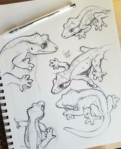 several different types of lizards are shown in this drawing