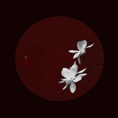 two white flowers on a dark red background