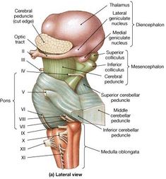 the structure of the human head and neck