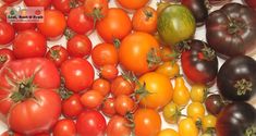 many different types of tomatoes on the vine and in the middle one is red, green, yellow or purple