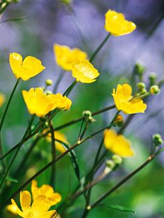 some yellow flowers are growing in the grass