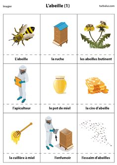 the words in french are used to describe different types of bees and honeybees