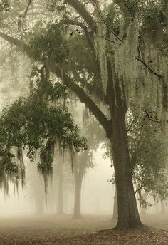 a foggy forest filled with trees covered in spanish moss and hanging from the branches