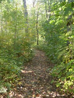 a trail in the woods with lots of leaves on it