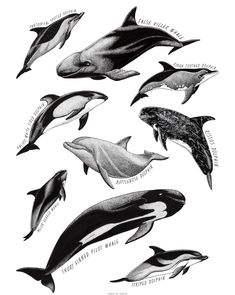 several different types of dolphins in black and white