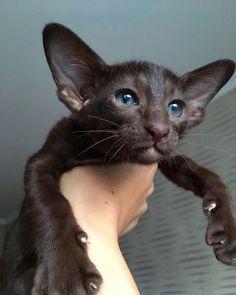 a black cat with blue eyes sitting on top of someone's arm and paw