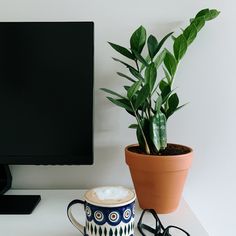 a potted plant sitting next to a computer monitor and eyeglasses on a desk