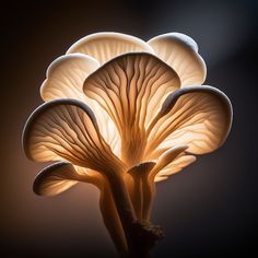 a close up of a mushroom lamp on a dark background