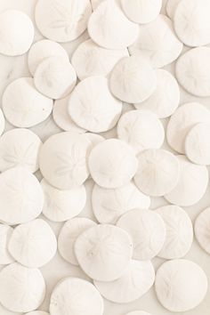 many white sand dollars are scattered on the ground