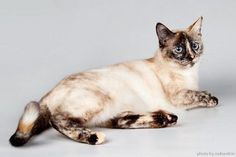 a siamese cat is laying down on the floor