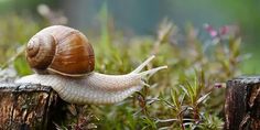 a snail is sitting on top of a tree stump