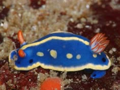 a blue and yellow sea slug sitting on the ground