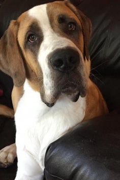 a large brown and white dog sitting on top of a black leather couch next to a chair