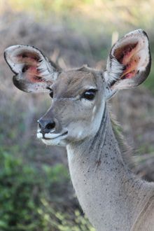 a small deer standing in the grass near some bushes and trees with its ears up