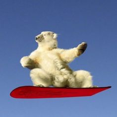 a polar bear sitting on top of a red snowboard in the air with it's paws up