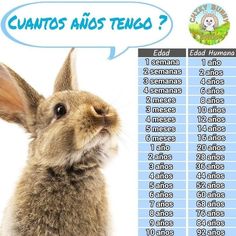 a rabbit is sitting in front of a sign that says, cuntos and tengo