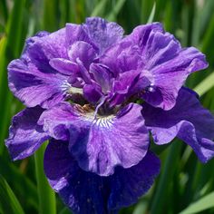 a purple flower that is growing in the grass