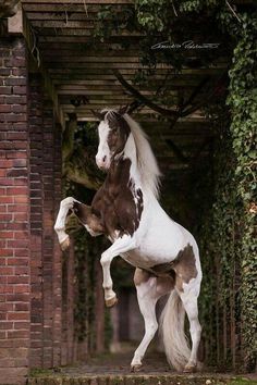 a brown and white horse standing on its hind legs