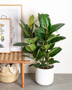 there is a potted plant next to a small table with a framed picture on it