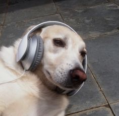 a dog with headphones on its ears