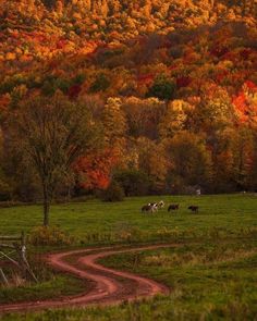 cows grazing in a field with trees and hills in the background