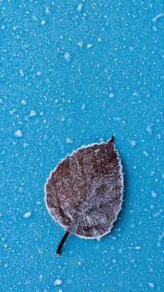 a leaf is covered in snow on a blue surface