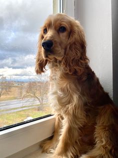 a brown dog sitting in front of a window