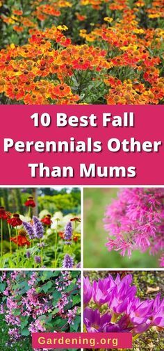 flowers with the words 10 best fall perennials other than mums in pink and orange