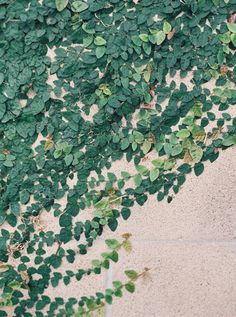 green plants growing on the side of a building