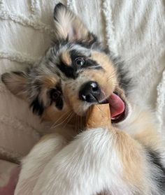 a dog laying on its back with it's tongue hanging out