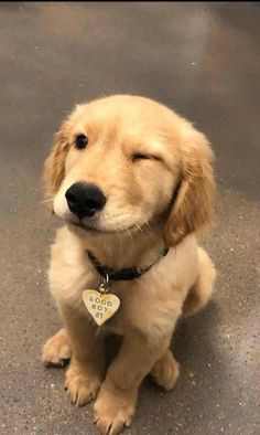 a dog sitting on the ground with its eyes closed and it's head up