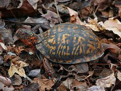 a close up of a tortoise on the ground surrounded by leaves and plants