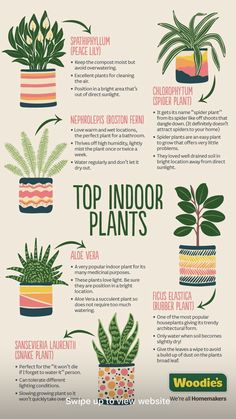 the top indoor plants for your houseplants info sheet is shown in this image