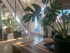 a living room filled with lots of plants next to a stair case in front of a window