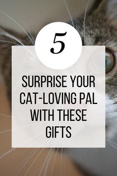 a cat with the text 5 surprise your cat - loving pal with these gifts