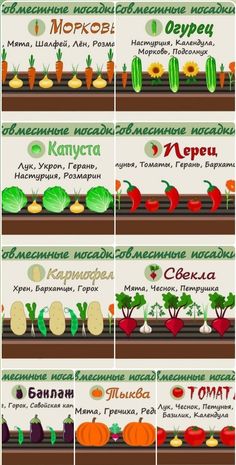 the different types of vegetables and their names