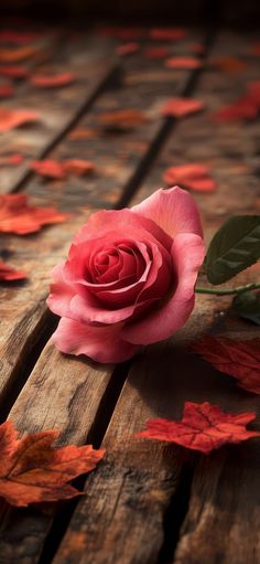 a single pink rose sitting on top of a wooden table surrounded by leaves and petals