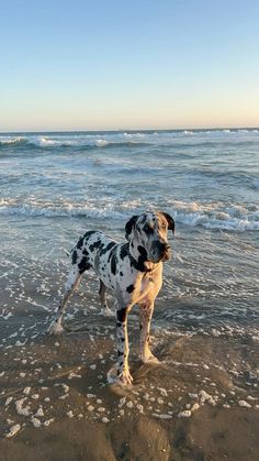 a dalmatian dog standing on top of a sandy beach next to the ocean